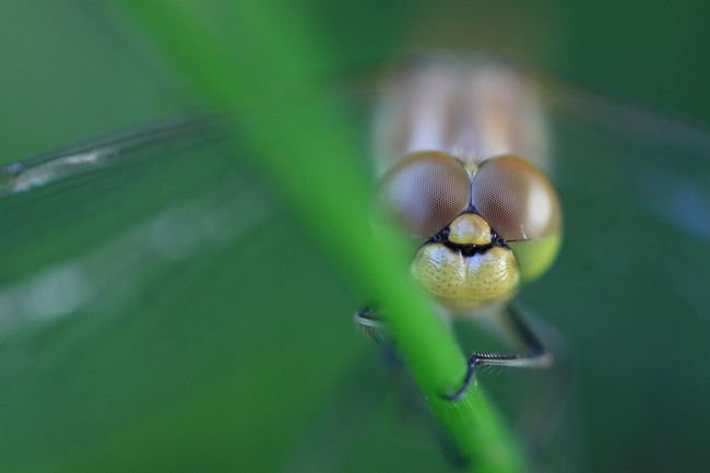 macro 2013-07-14.JPG